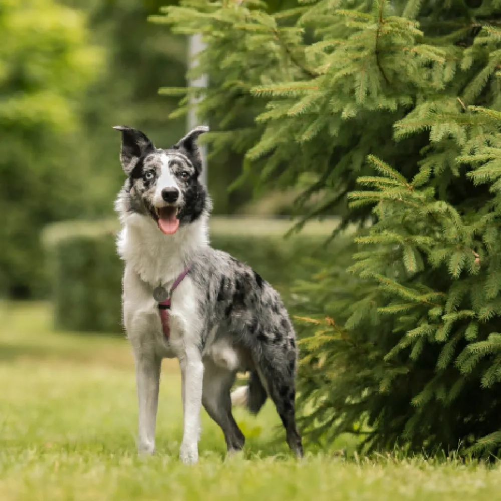 Border Collie 02.webp
